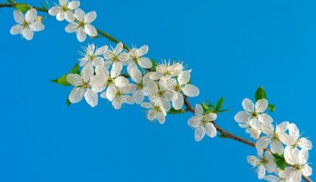 cherry-blossoms-6196363_640