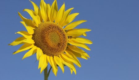 sunflower-3575811_640