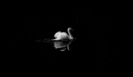 swan-1868697_640-min