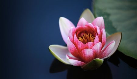 water-lily-g8254f632c_1280